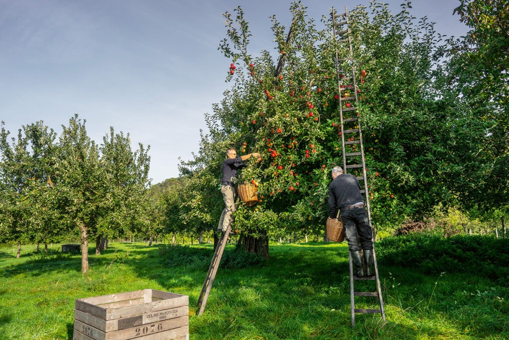 Appelpluk
