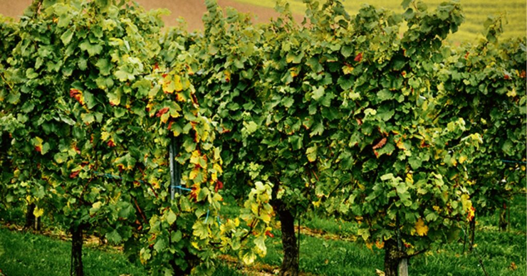 Wijn wijnproducenten 2025 wijnbouw wijnoogst