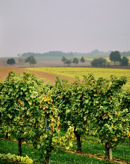 Wijn wijnproducenten 2025 wijnbouw wijnoogst