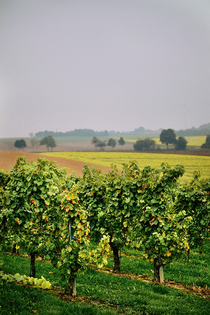 Wijn wijnproducenten 2025 wijnbouw wijnoogst